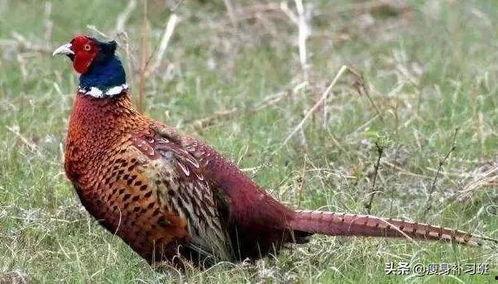 山鸡鱼的爆料方法视频教程,视频教程全解析  第1张