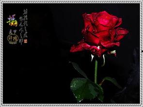 珍藏之花弄月在线观看,穿越时空的浪漫邂逅 第3张 珍藏之花弄月在线观看,穿越时空的浪漫邂逅 第3张