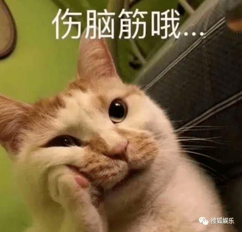 娱乐吃瓜酱不如猫,揭秘娱乐圈幕后那些事儿  第2张